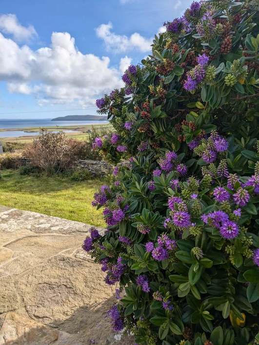 Purple flowers beside the cottage patio, with the loch and sea beyond