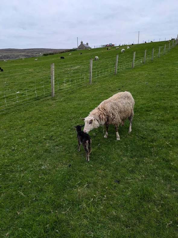 Cream-coloured ewe lowering her head towards a black lamb in a grassy field