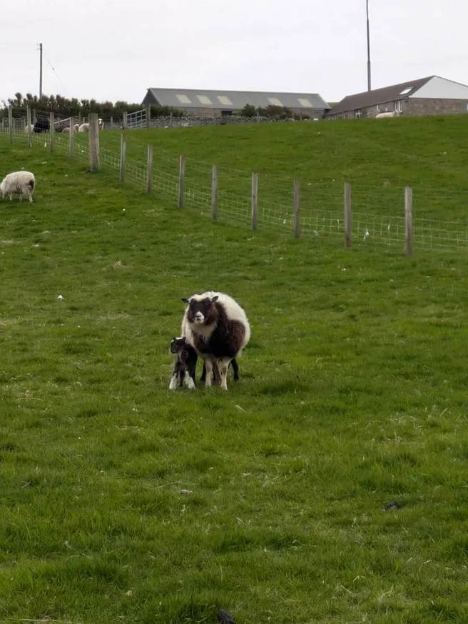 Brown-and-white ewe facing the camera with lambs beside her and farm buildings beyond