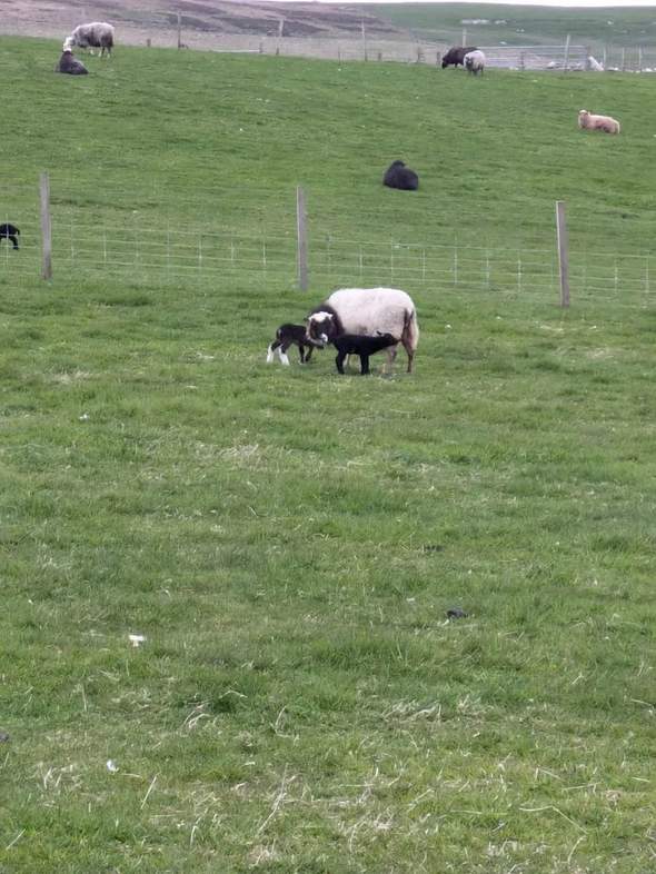 Brown-and-white ewe standing with two dark lambs, one with white lower legs