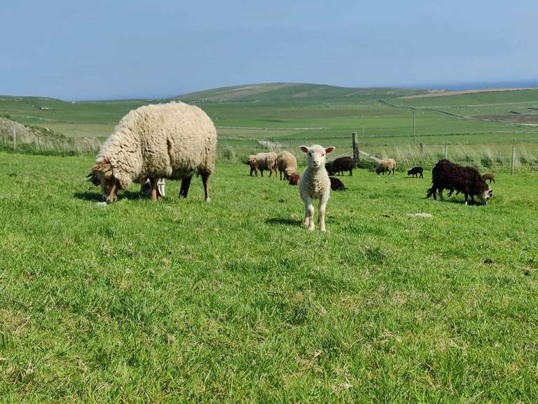 Sheep and a lamb in green fields on the farm, with the sea beyond