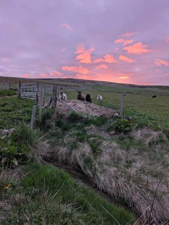 Sheep beside a field fence beneath a pink evening sky