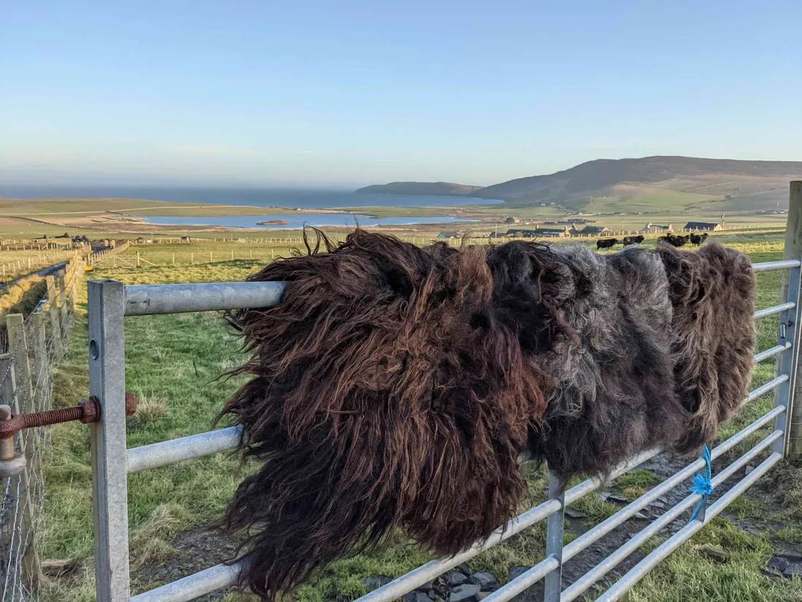 Wool in shades of brown, grey and black draped over a gate, with fields and the coast beyond