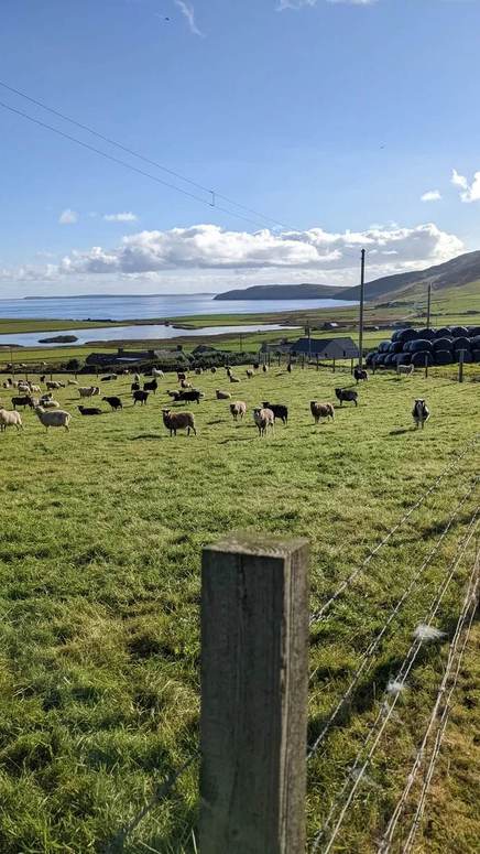 Sheep in a green field on the farm, with the loch, sea and Rousay coastline beyond