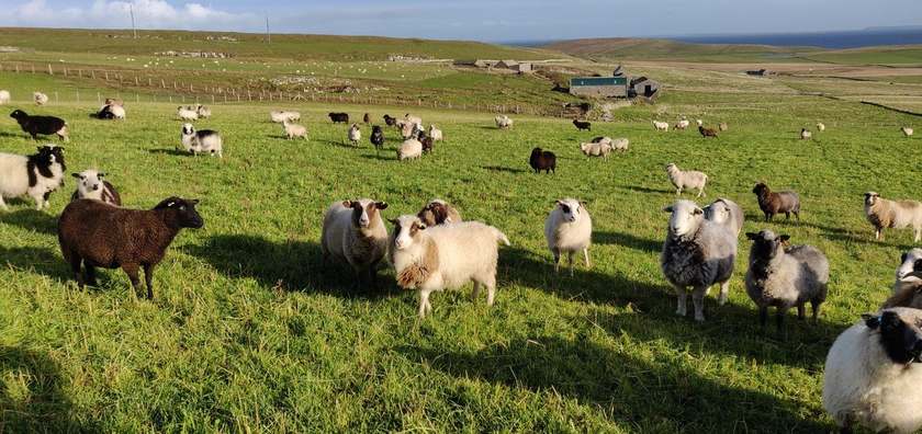 Brown, black, grey and cream sheep in a sunny field, with farm buildings and sea beyond