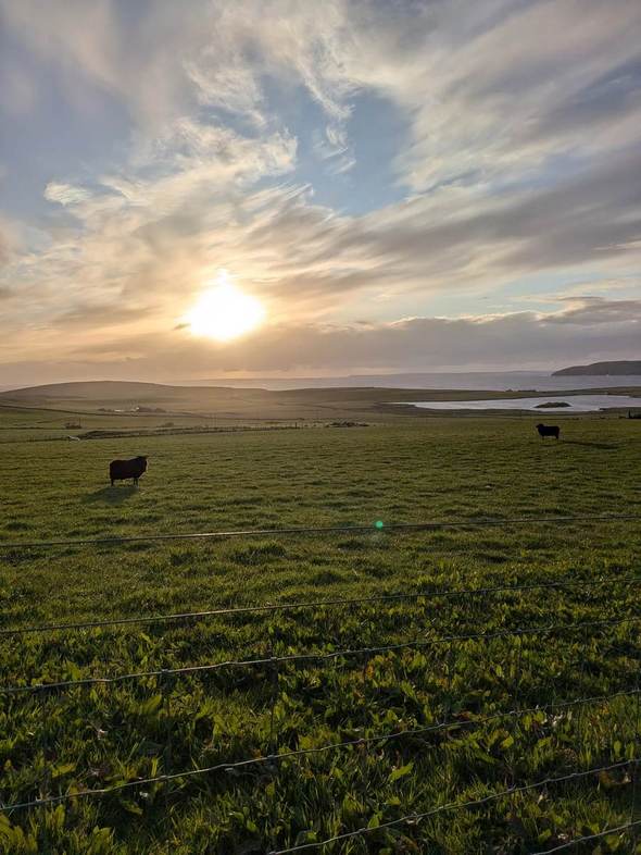 Low sunlight over sheep grazing on the farm, with the loch and sea beyond