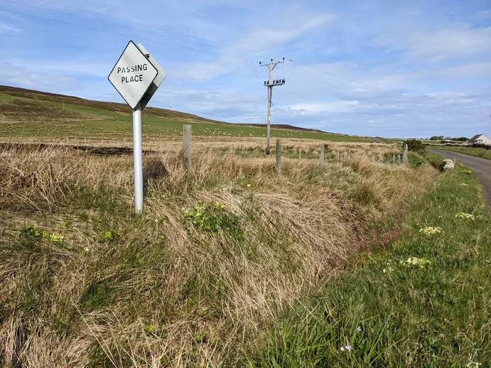 A passing-place sign beside a narrow road, grassy fields and spring flowers on Rousay