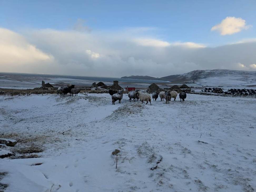 Sheep in a snowy field beside ruined stone buildings on Rousay, with the coastline and a hill behind