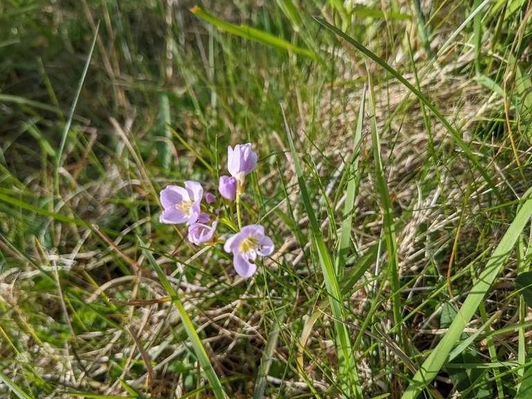Close view of pale purple flowers with four petals among green grass on Rousay
