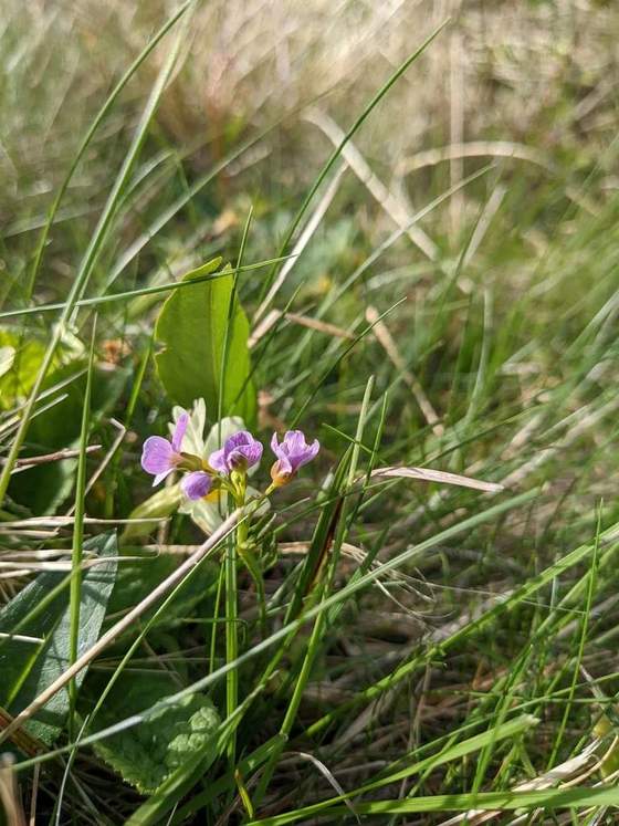 Small pale purple wildflowers growing among long grass on Rousay