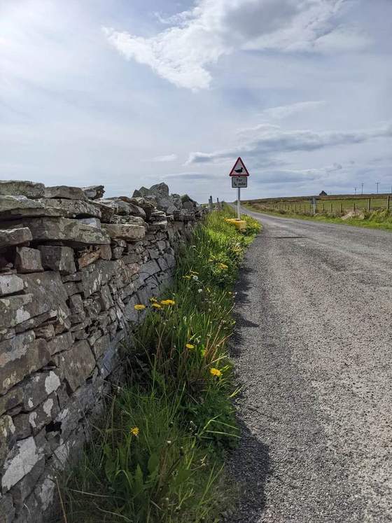 Yellow wildflowers beside a dry-stone wall along a narrow road on Rousay