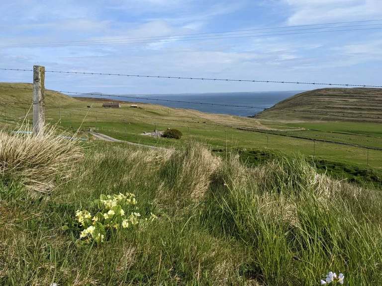 Pale yellow wildflowers among roadside grasses, with green fields and the sea beyond on Rousay