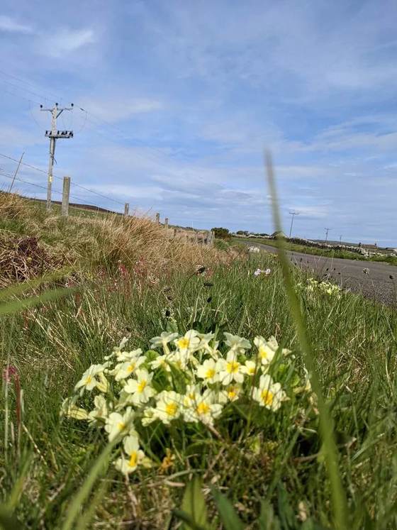 Pale yellow wildflowers with golden centres on a grassy roadside verge on Rousay