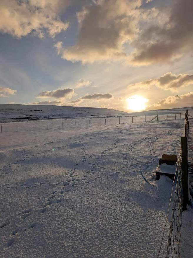 Low golden sun above a snowy field and fence on Rousay, with tracks in the foreground