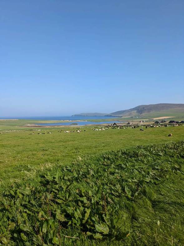 Sheep grazing in green fields beside a loch, with the sea and hills beyond